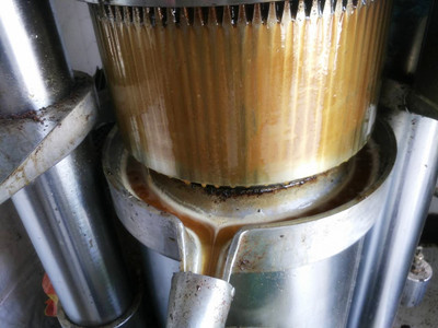  菜籽榨油機(jī)出油率不高什么原因(圖1)